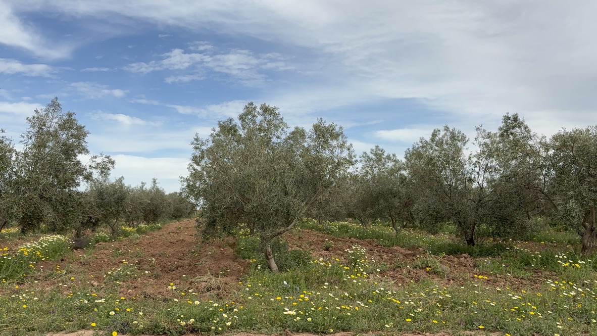 grove image 1