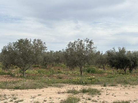 grove image 2
